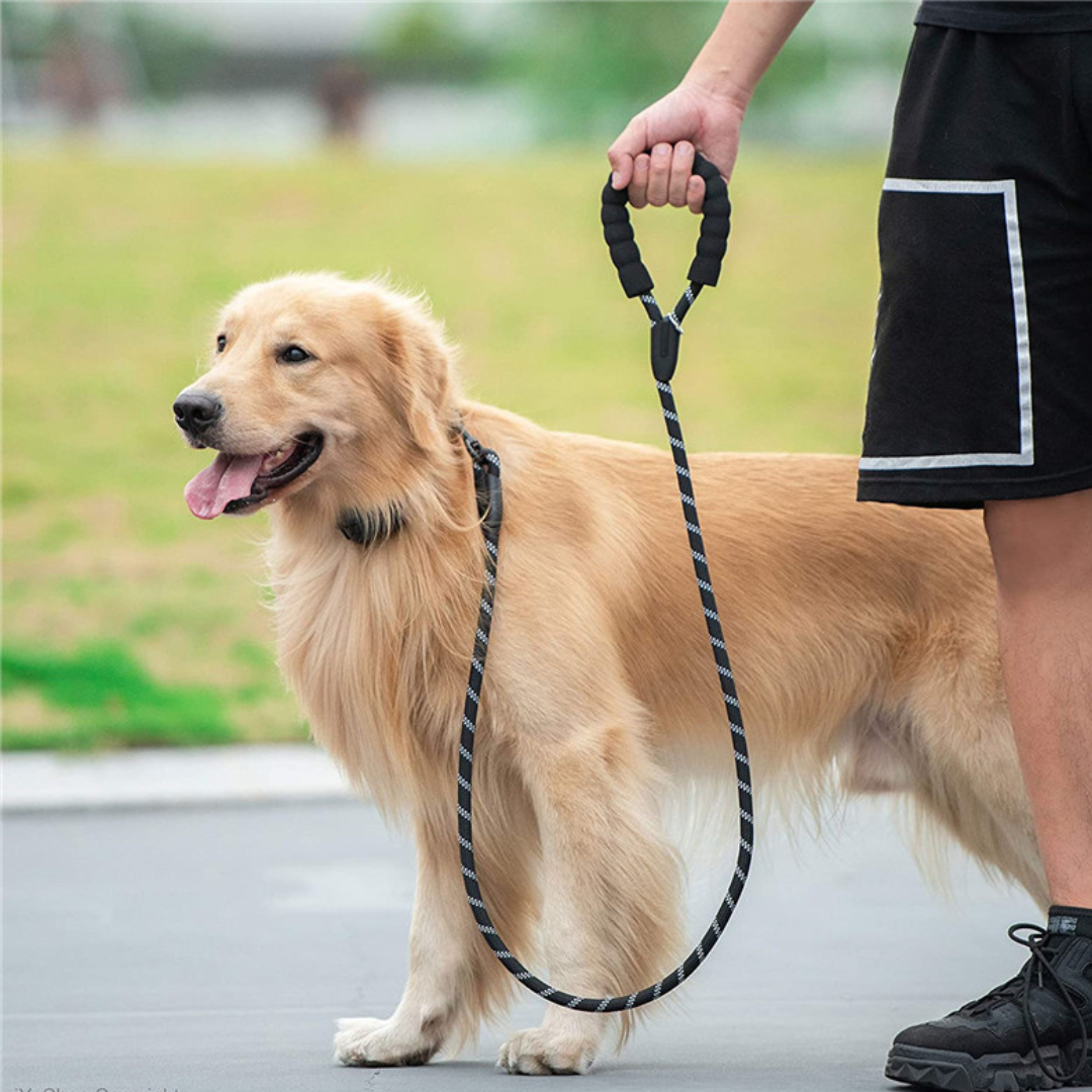 Laisse réfléchissante pour chien